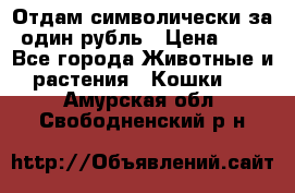 Отдам символически за один рубль › Цена ­ 1 - Все города Животные и растения » Кошки   . Амурская обл.,Свободненский р-н